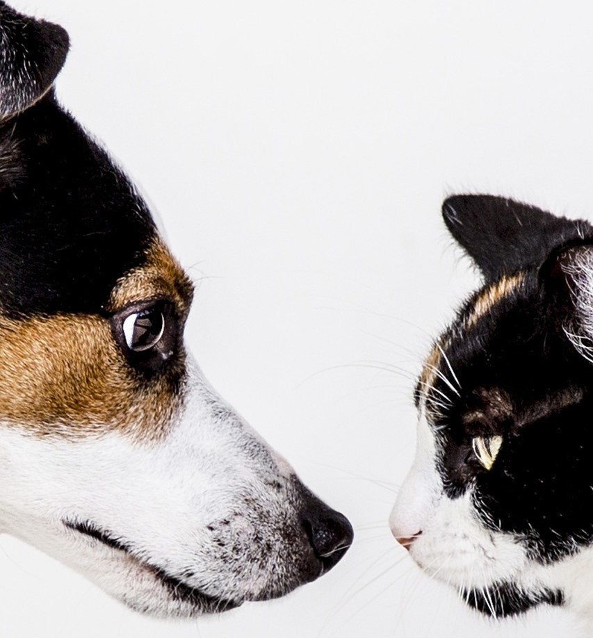 Ao adotar um pet, a escolha da espécie deve considerar seu estilo de vida. Cão e Gato tricolor frente a frente.