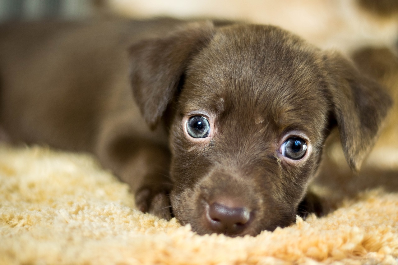 Cachorro filhote marrom de olhos azuis