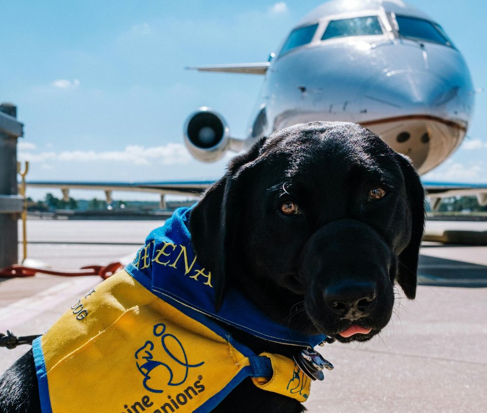 Dicas essenciais para viajar com seu Pet em segurança cachorro preto proximo ao avião 