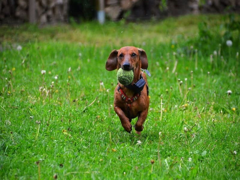 Cachorro da raça Dachshound correndo com bola na boca, reforça a importancia da atividade fisica no controle de peso que é um dos fatores externos para câncer de mama em cadelas