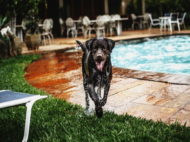 Cachorro marrom da raça Labrador molhado, saindo da piscina, ilustra uma das possíveis causas de otite em cães