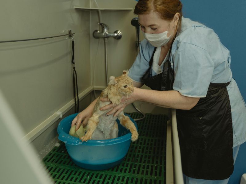 mulher ruiva dando banho em gato caramelo em bacia azul 6 Dicas de Higiene de Cães e Gatos.JPG