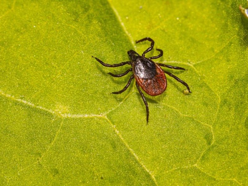 Riphicephalus sanguineus carrapato estrela transmissor da doença do carrapato.JPG