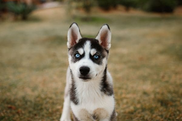 Filhote de husky siberiano adorável.