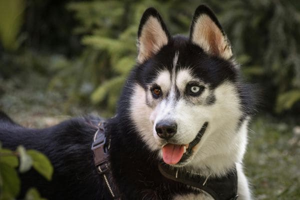 Husky com olhos de cores diferentes (heterocromia) 