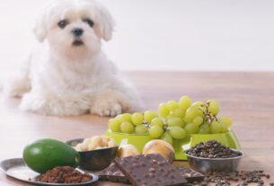 Alimentos Tóxicos para Cães