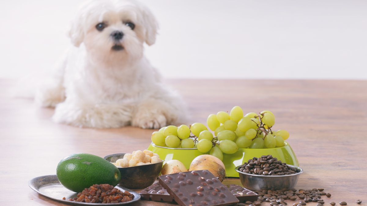 Alimentos Tóxicos para Cães