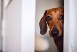Ansiedade em Cães