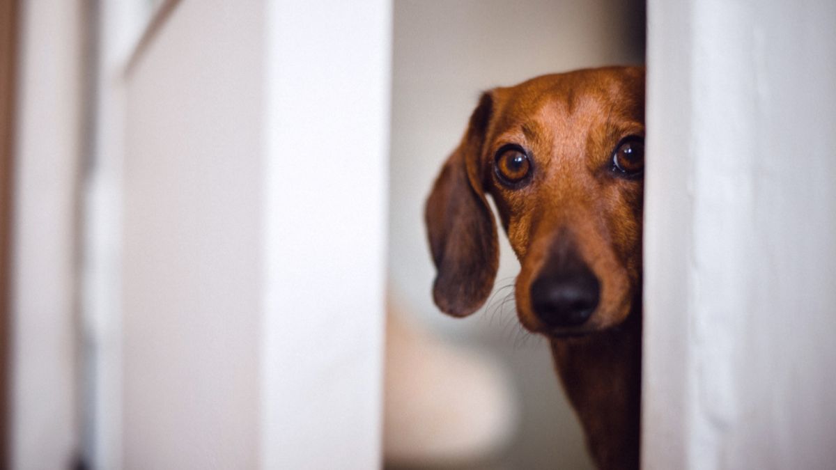 Ansiedade em Cães