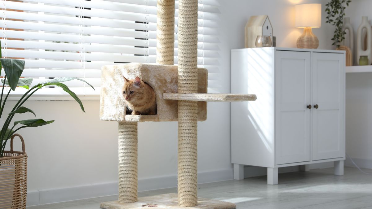 Pet em Apartamento
