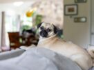 Ra&ccedil;as de Cachorro para Apartamento