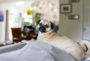 Raças de Cachorro para Apartamento