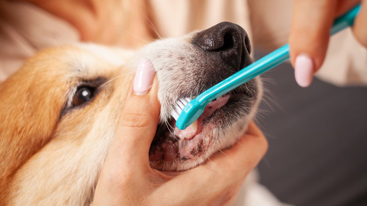 Saúde Bucal de Pets