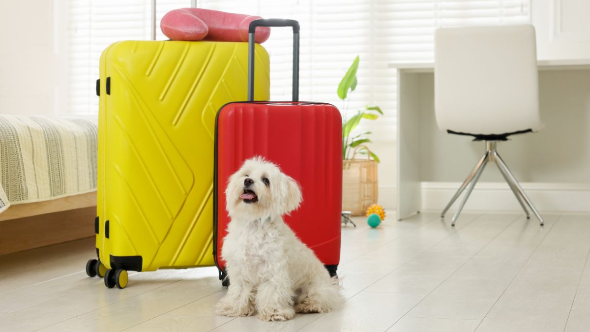 Viagem com pet