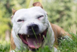 cachorro com tosse seca