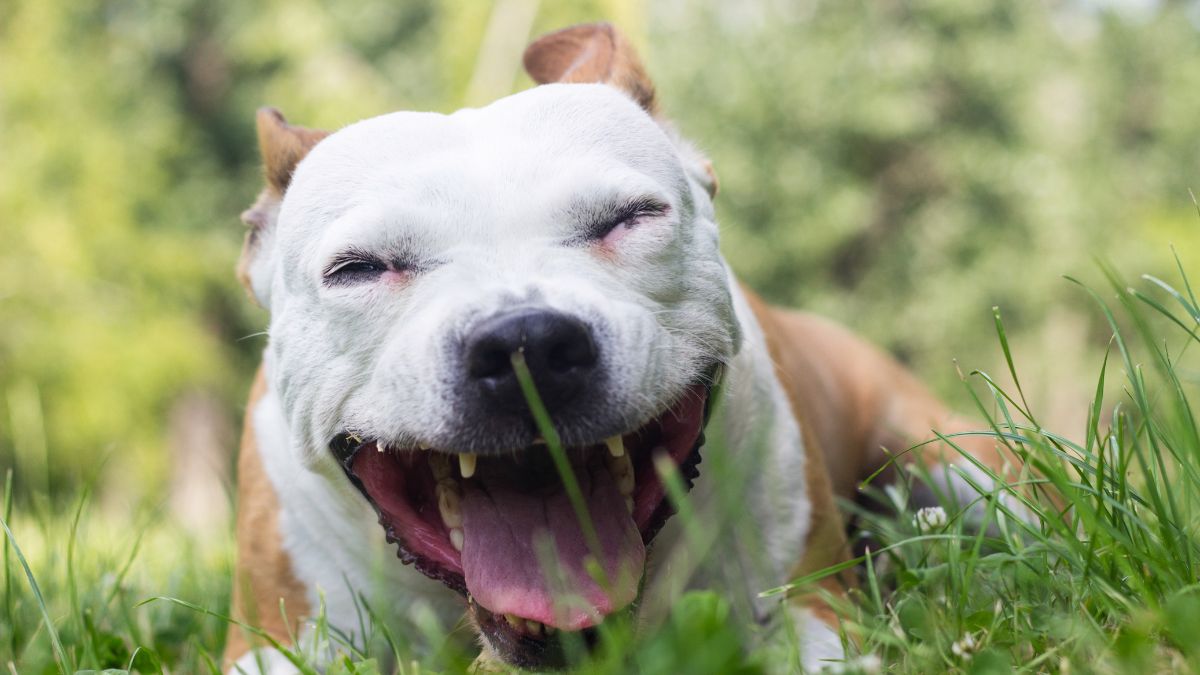 cachorro com tosse seca