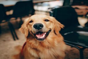 Golden Retriever