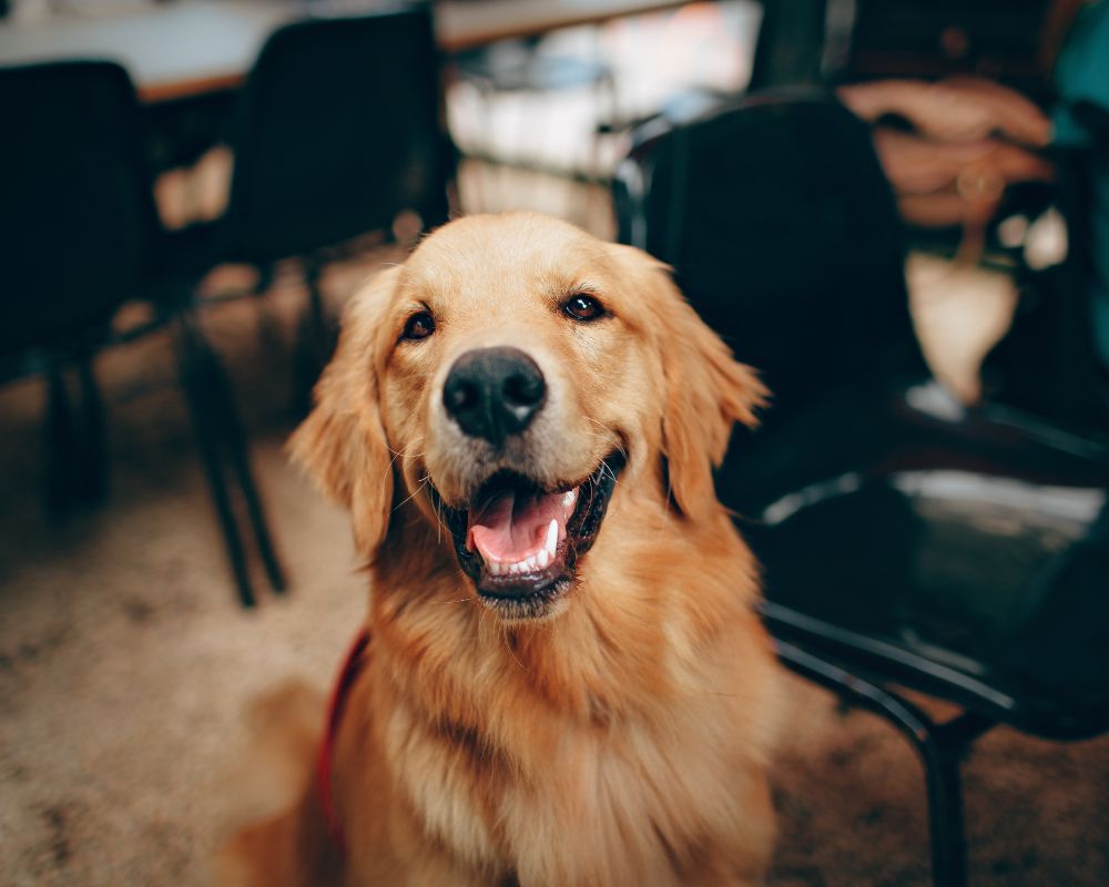 golden retriever sorrindo em ambiente interno com cadeiras ao fundo e expressão amigável