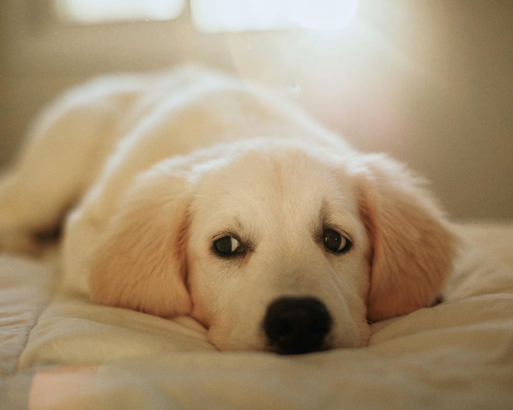 filhote de golden retriever deitado em cama macia com iluminação suave e olhar calmo