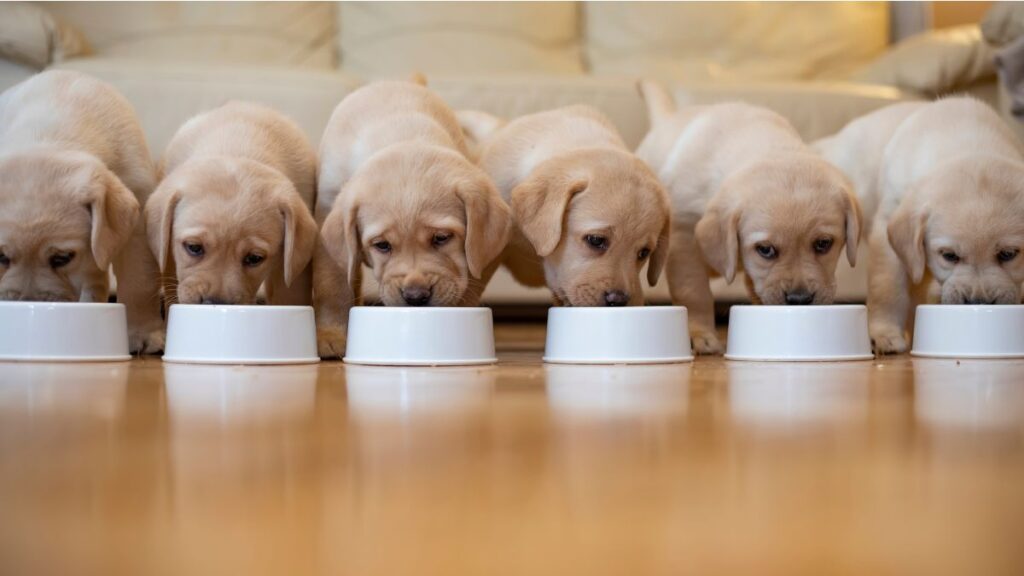 Alimentação do filhote em casa: seis filhotes de cachorro alinhados diante de comedouros brancos individuais.