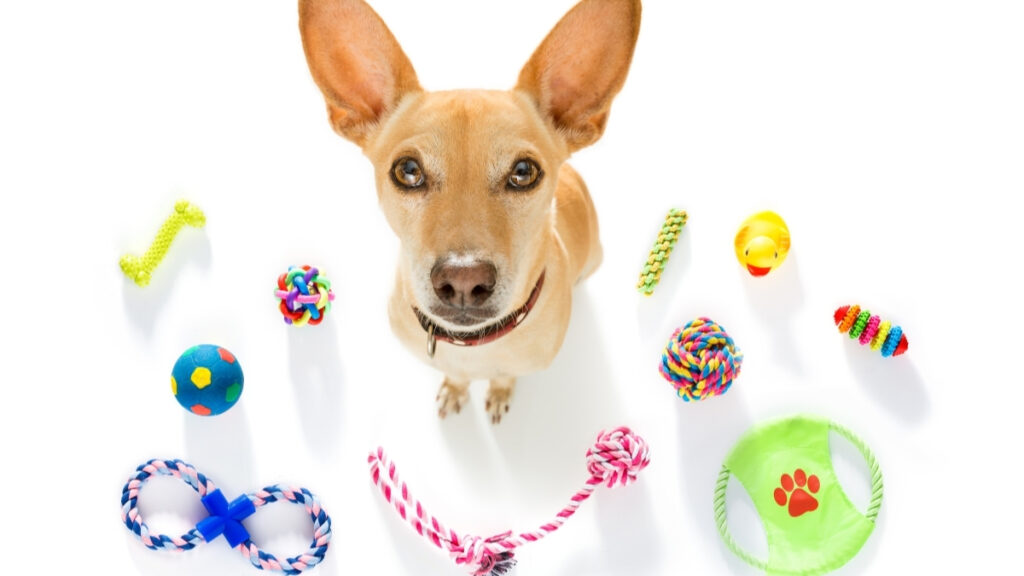 Brinquedos para pet em apartamento: cachorro cercado por bolas, cordas e outros acessórios sobre fundo branco.