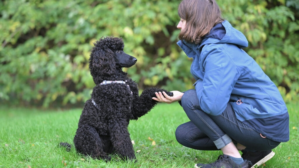 Atividade para pet em apartamento: pessoa agachada no gramado segura a pata de um cachorro preto sentado à sua frente.