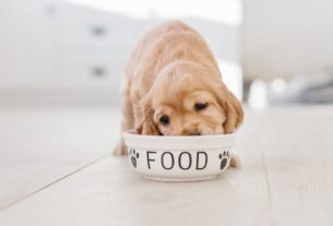 ração para cachorro filhote