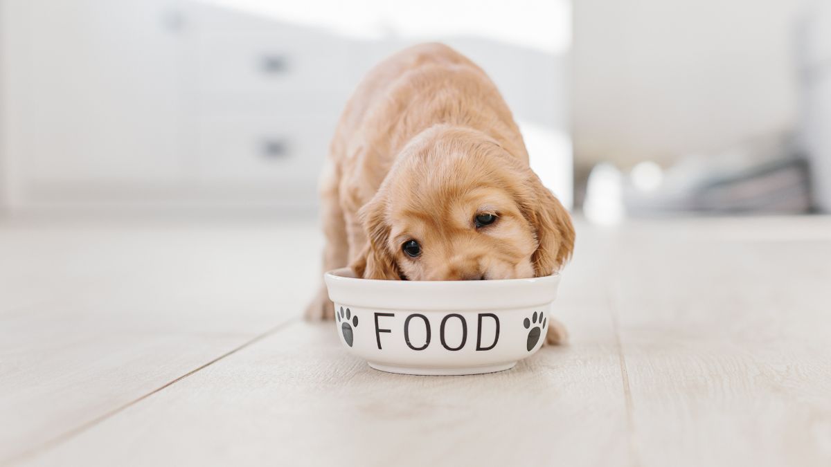 ração para cachorro filhote