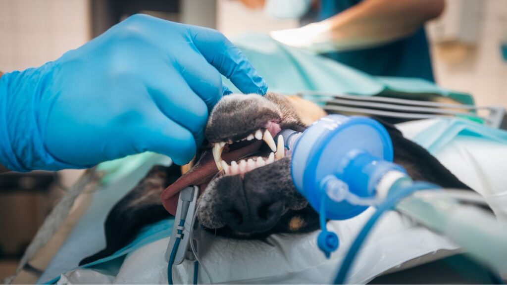Saúde bucal de pets: detalhe da boca de um cachorro com dentes expostos, mãos enluvadas e equipamentos