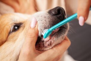 Sa&uacute;de bucal de pets: pessoa segura o focinho de um cachorro e escova seus dentes com uma escova azul.