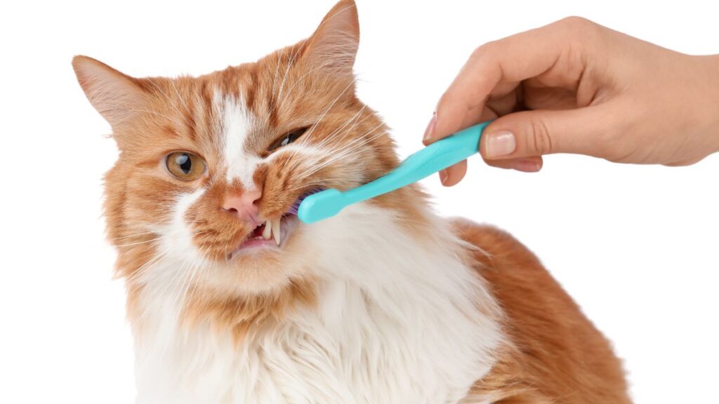 Saúde bucal de pets: pessoa segura uma escova verde junto aos dentes de um gato laranja e branco.