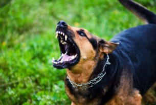 Cachorro que late sem parar