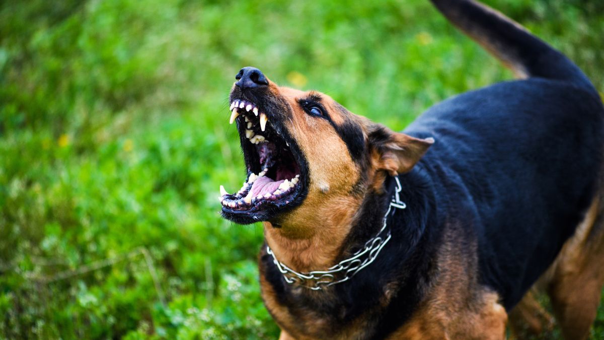 Cachorro que late sem parar