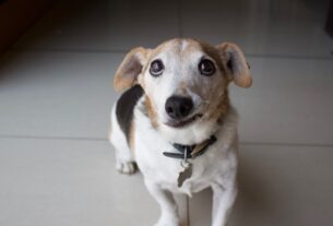 Cachorro vomitando ra&ccedil;&atilde;o inteira