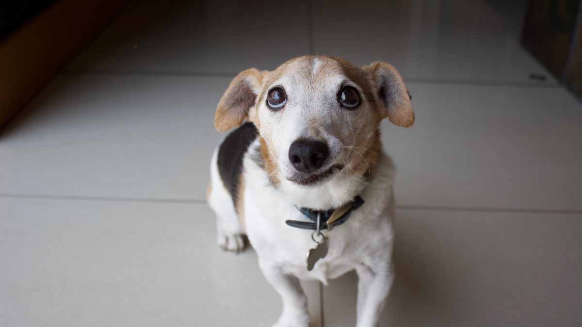 Cachorro vomitando ração inteira