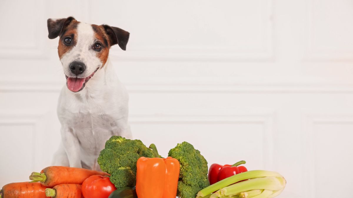 Pet Vegetariano