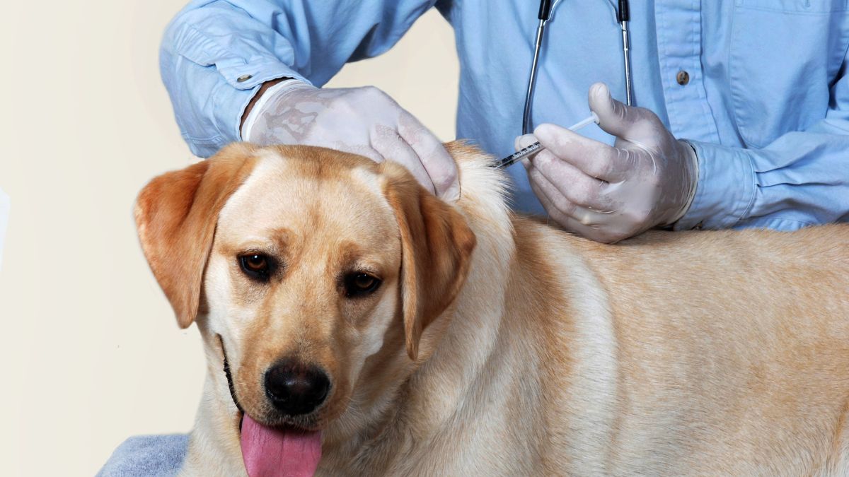 Vacinação em pets
