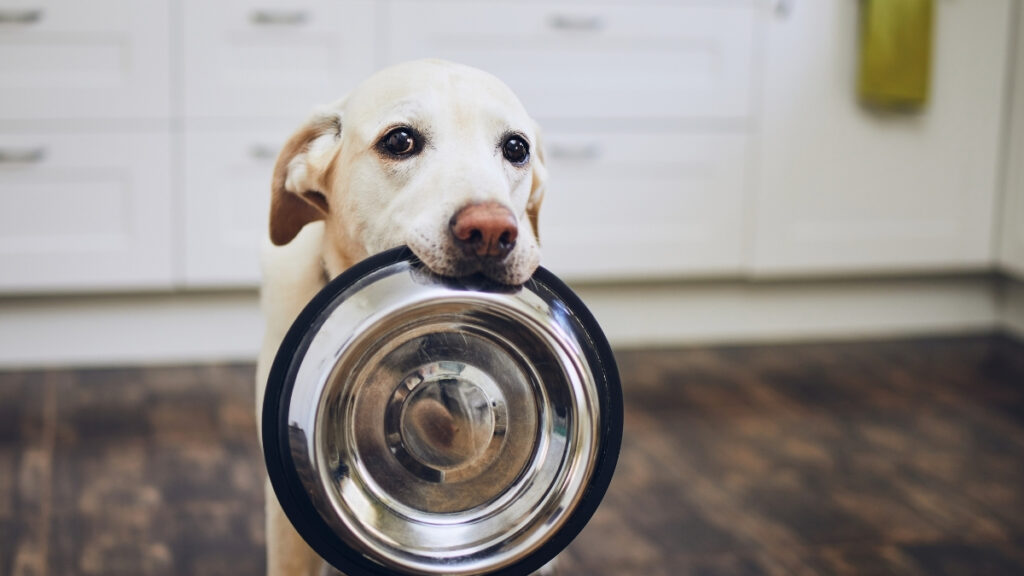 Cachorro de pelagem clara segurando um comedouro metálico vazio, ilustrando o artigo sobre alimentação natural para cães.