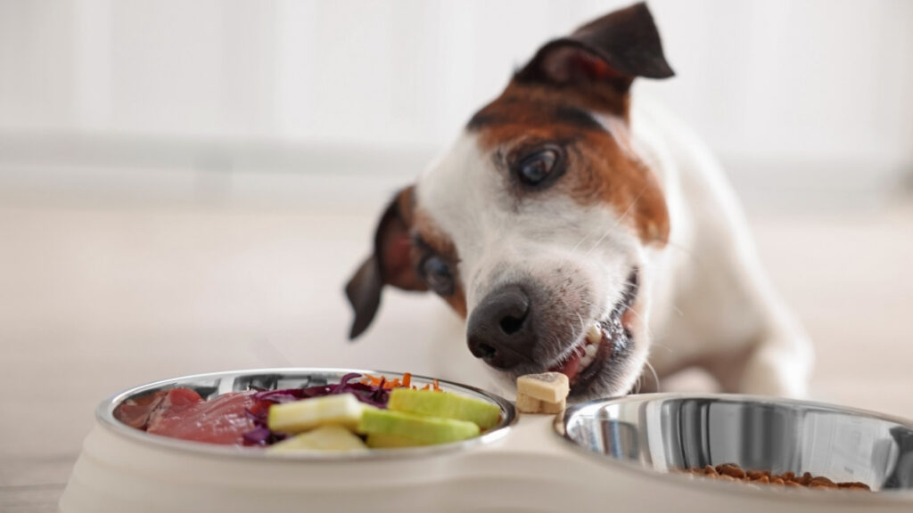 Alimentação natural para cães: cachorro diante de dois comedouros, um com carnes e vegetais e outro com ração seca.