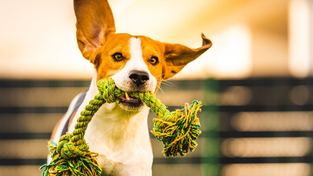 Exemplo de enriquecimento ambiental: cachorro segurando um brinquedo de corda verde e amarelo na boca.