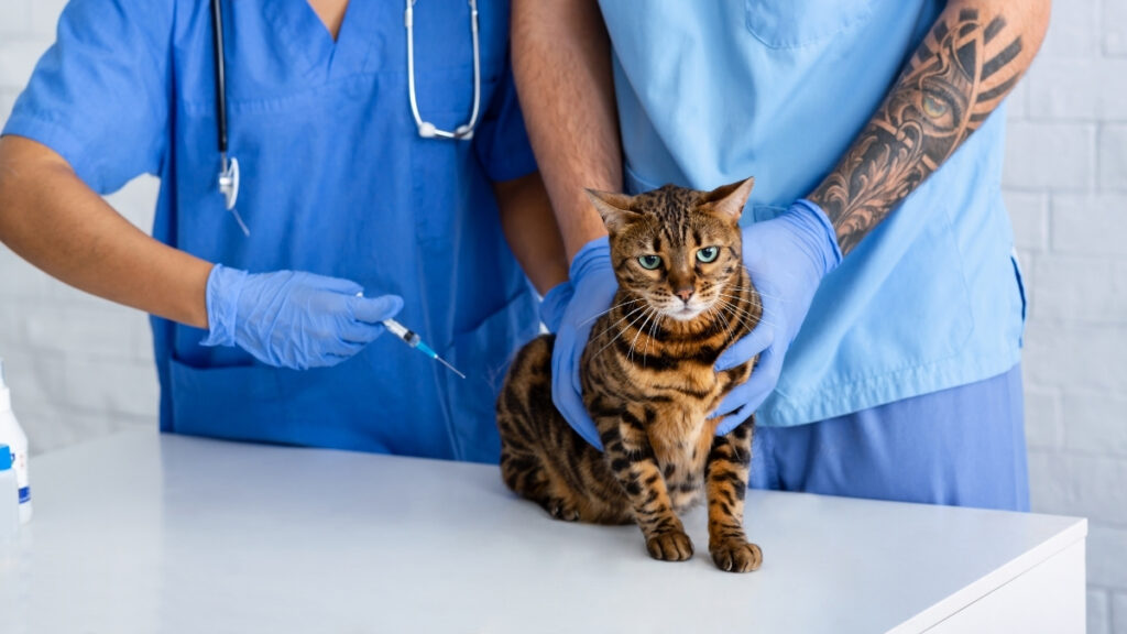 Vacinação em pets: gato sobre uma mesa, acompanhado por dois profissionais com luvas, um deles segurando uma seringa.