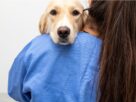 Cinomose canina