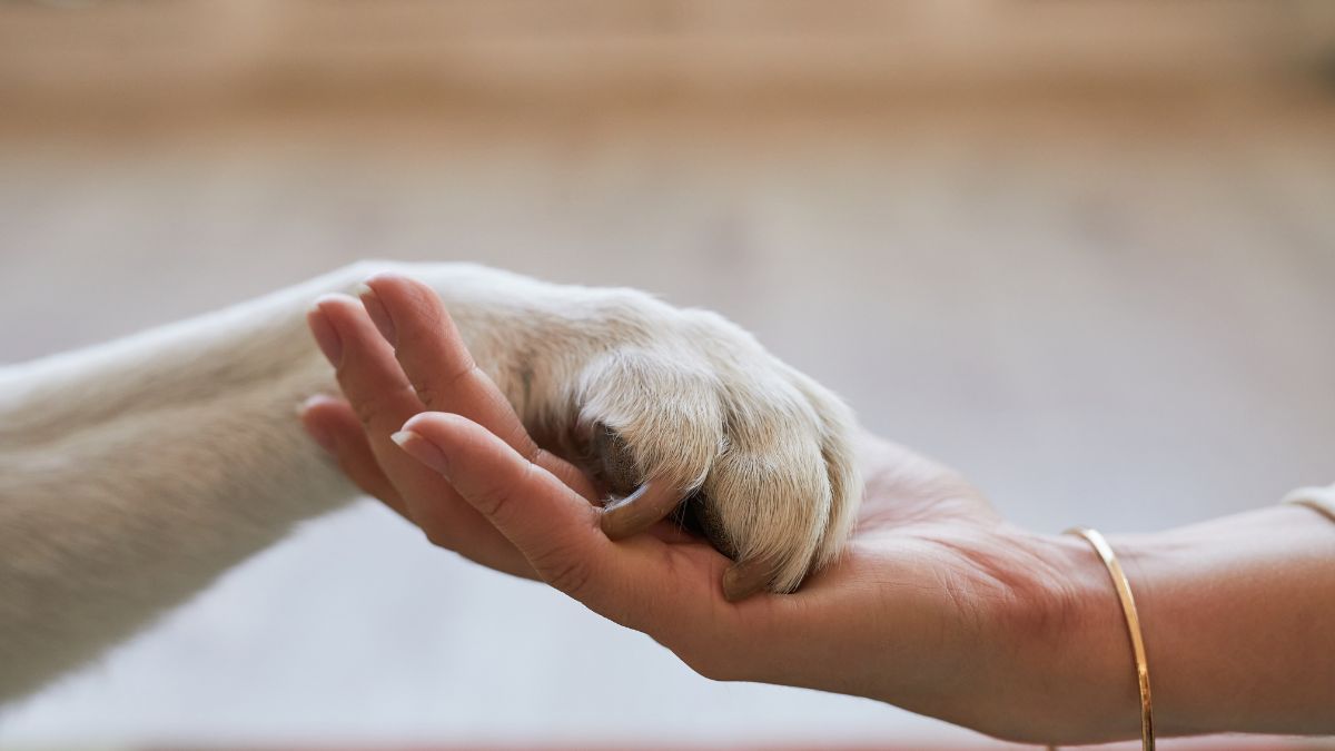 c&acirc;ncer em cachorro