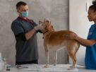 Auxiliar de veterinária: quem é e o que faz esse profissional
