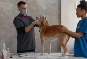 Auxiliar de veterin&aacute;ria: quem &eacute; e o que faz esse profissional