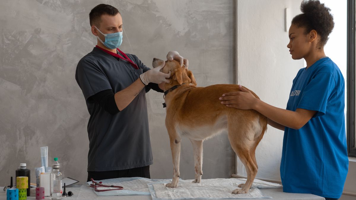 Auxiliar de veterinária: quem é e o que faz esse profissional