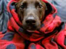 Pets no inverno