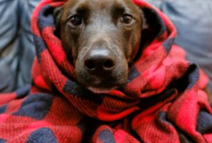 Pets no inverno