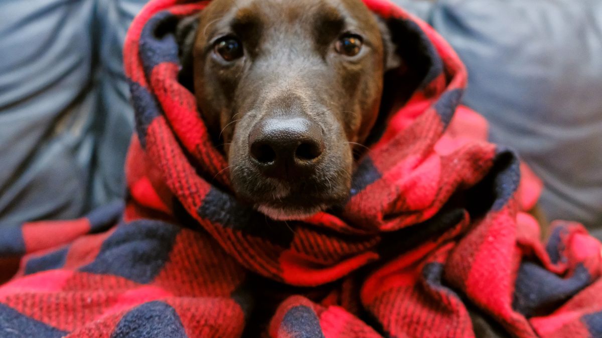Pets no inverno