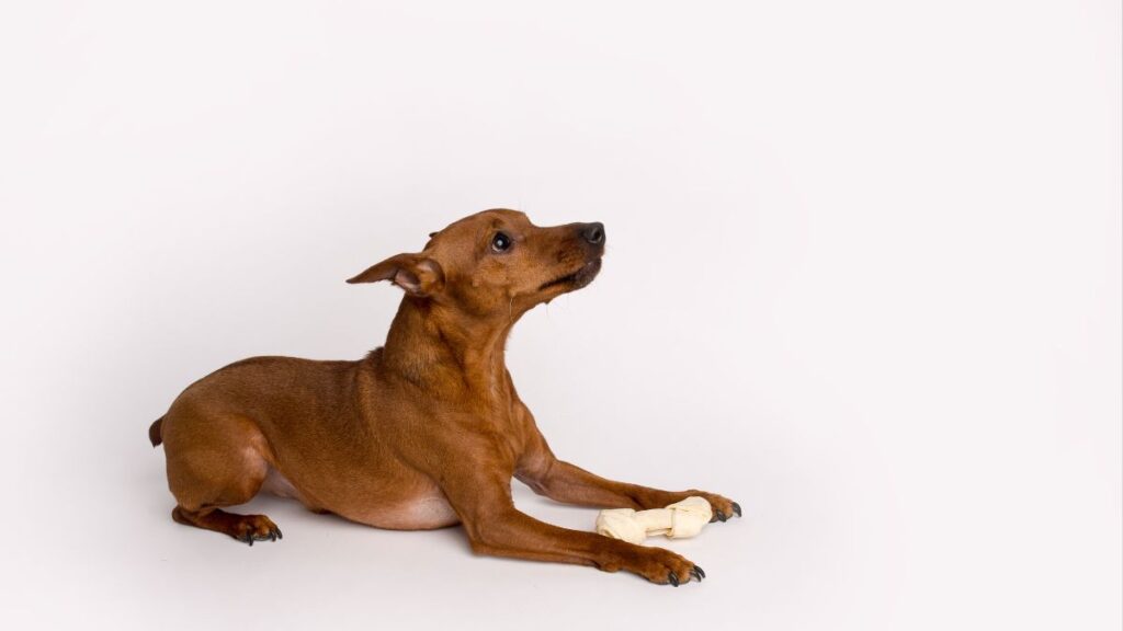 Raças-de-cachorro-populares-Pinscher